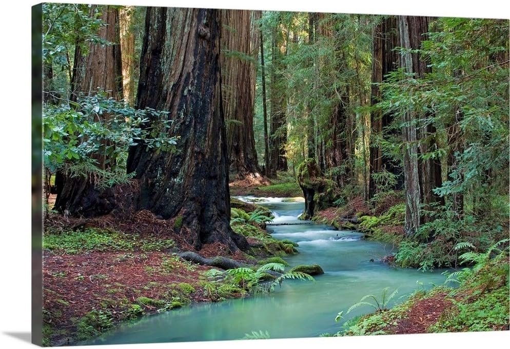CANVAS ON DEMAND Redwood Forest II Canvas Wall Art Print by Rita Crane, Home Decor, Nature Artwork, 48″ x32in